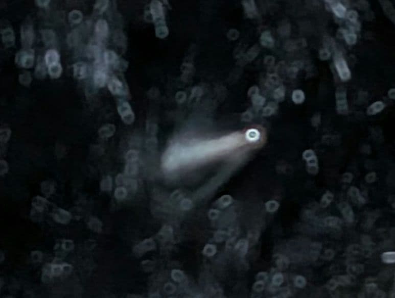 bodysong チャーム付き　ファーハット　黒