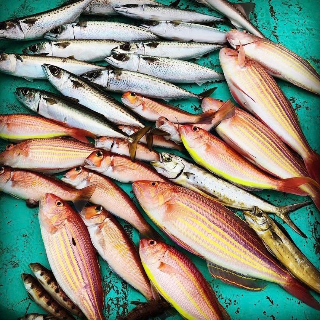 甘鯛延縄　新品