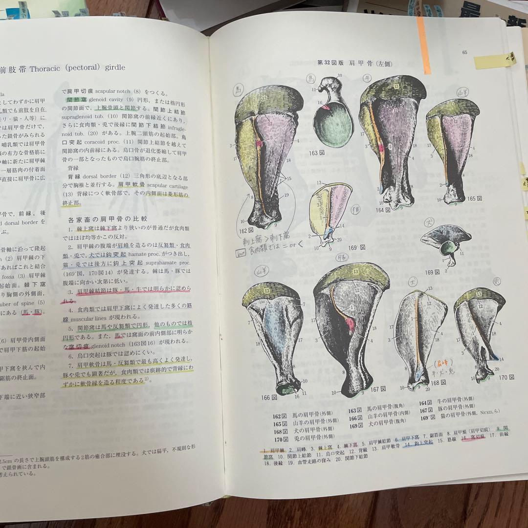 獣医教科書 バラ売り可 1冊 1000円 まとめ買いでお得