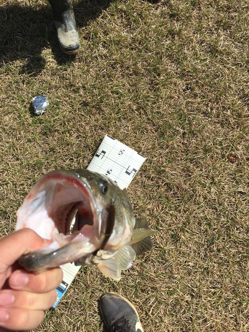 ジャッカルルアーセット　スリークマイキー115 スパイテール　ナギサ　ピクピク