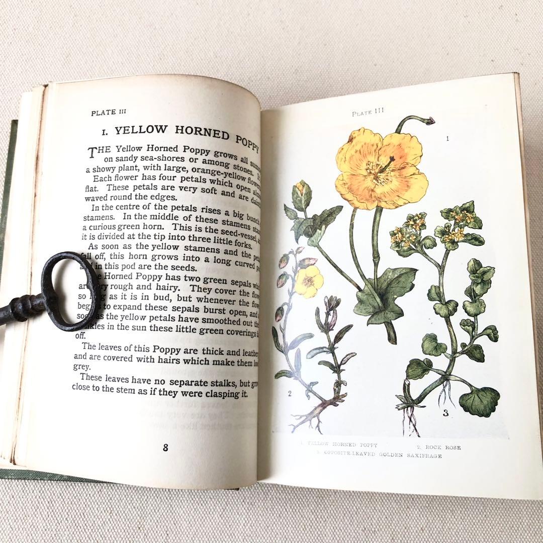 1900年代初期版！ イギリスの希少なアンティーク植物図鑑　花の図鑑