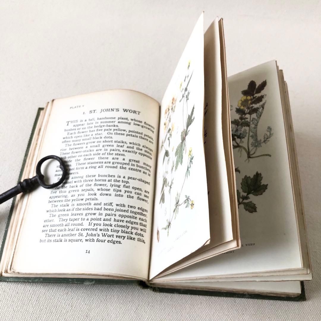 1900年代初期版！ イギリスの希少なアンティーク植物図鑑　花の図鑑