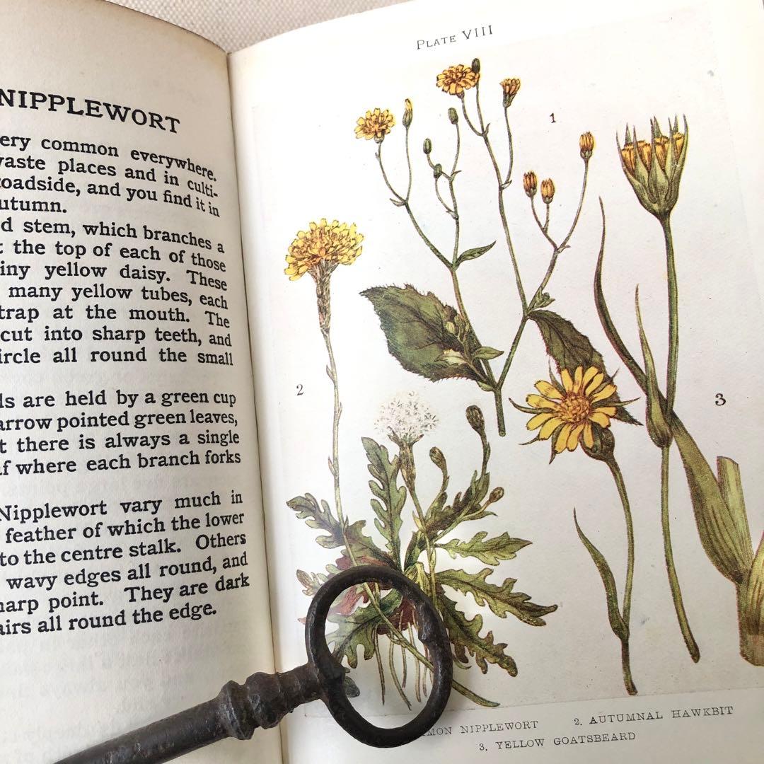 1900年代初期版！ イギリスの希少なアンティーク植物図鑑　花の図鑑