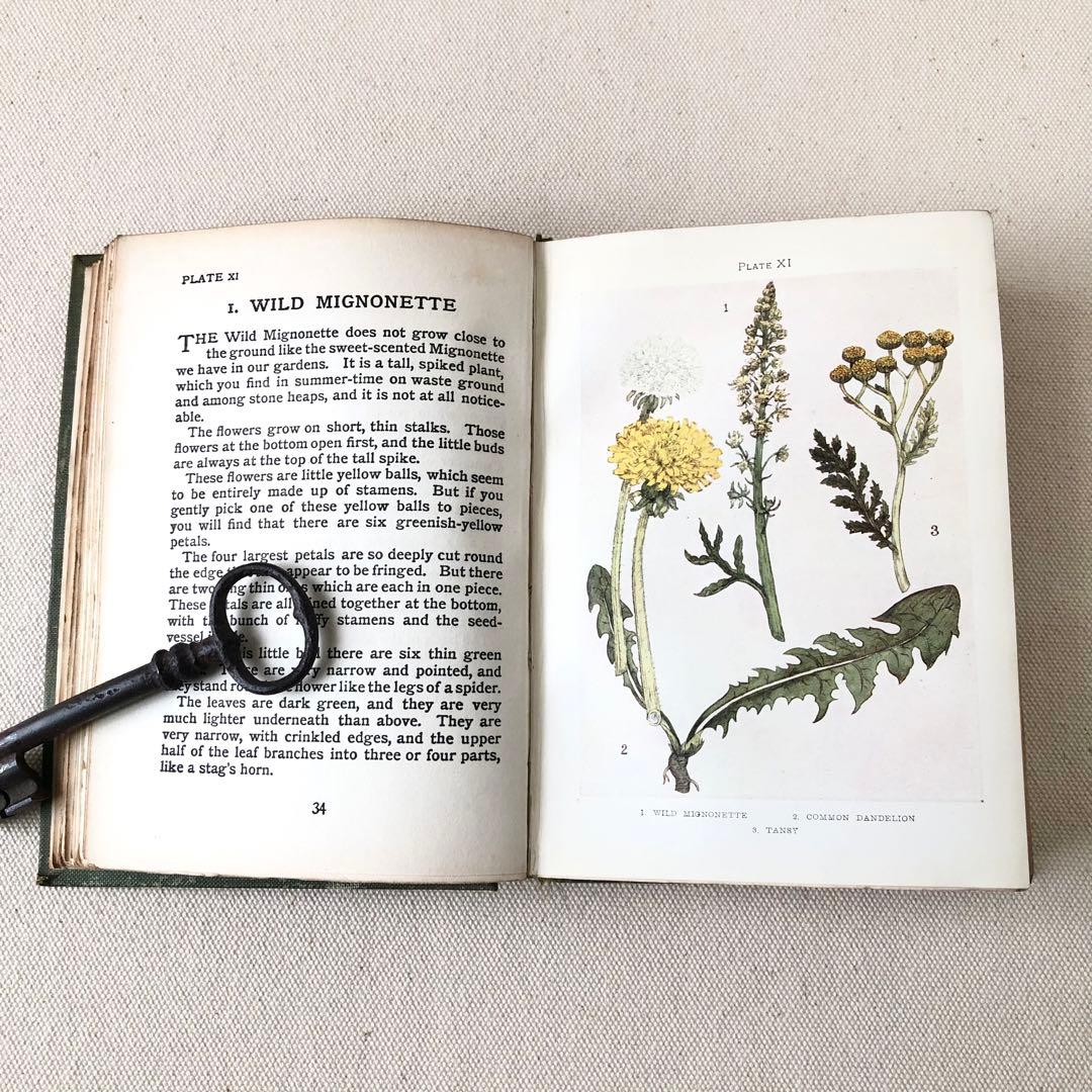 1900年代初期版！ イギリスの希少なアンティーク植物図鑑　花の図鑑