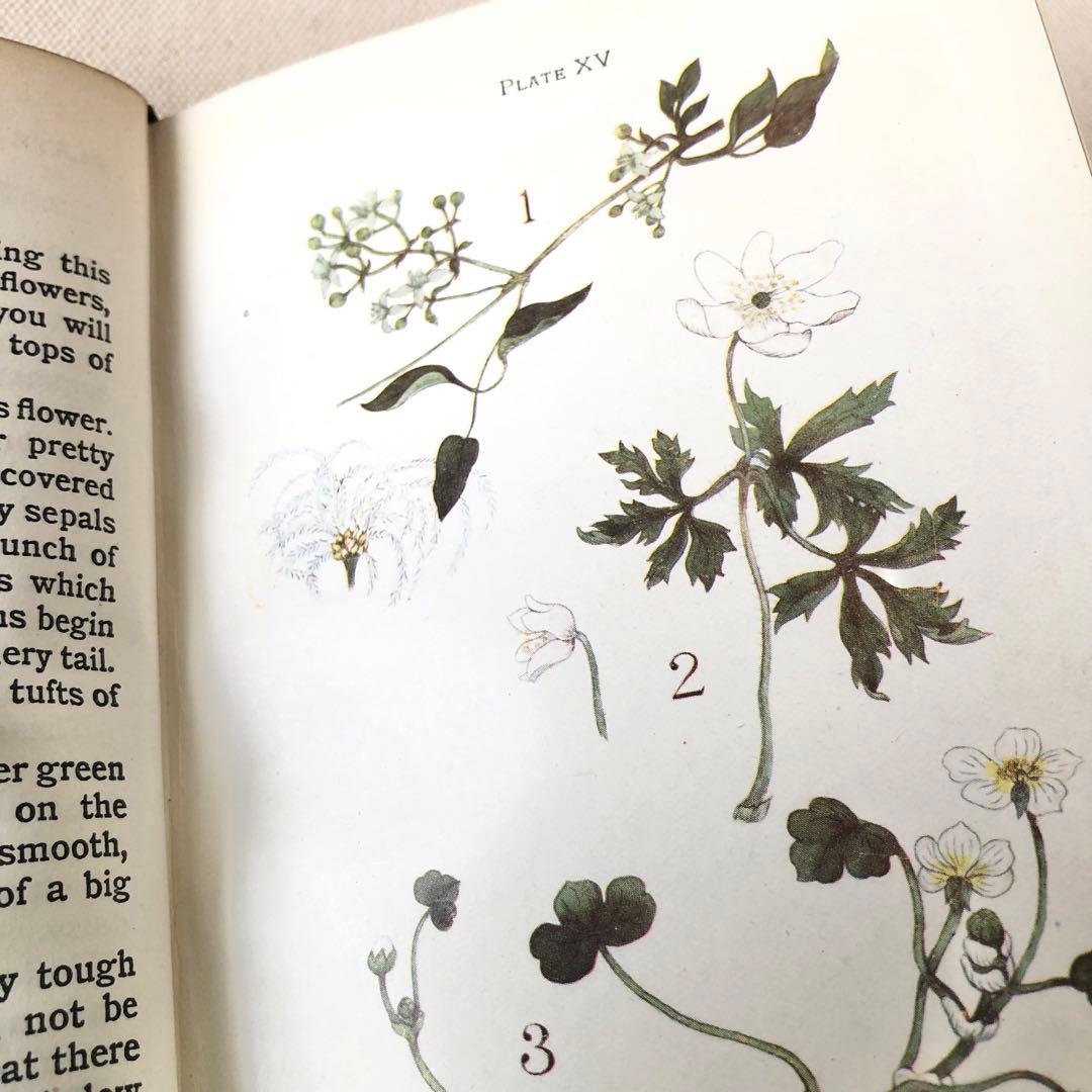 1900年代初期版！ イギリスの希少なアンティーク植物図鑑　花の図鑑