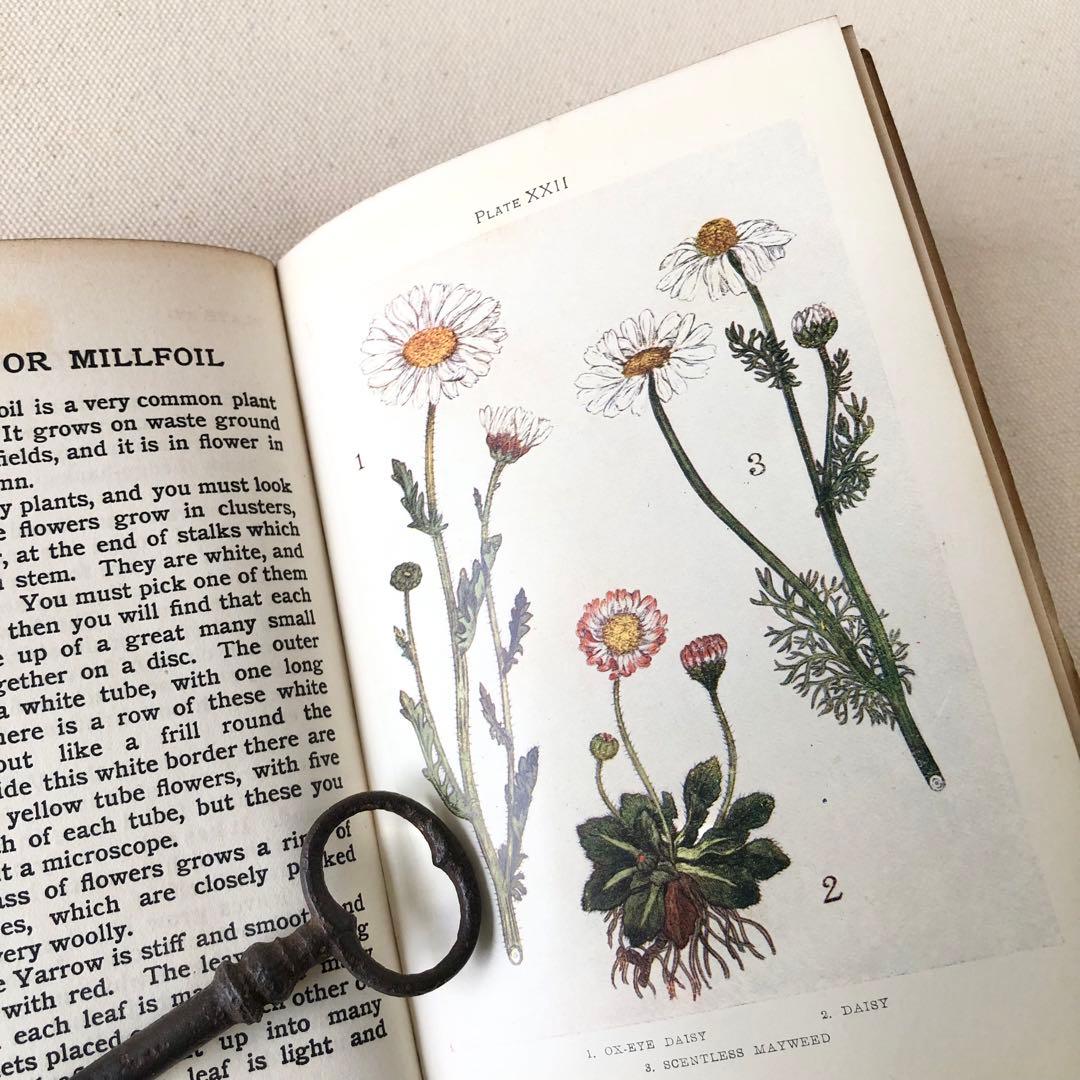 1900年代初期版！ イギリスの希少なアンティーク植物図鑑　花の図鑑