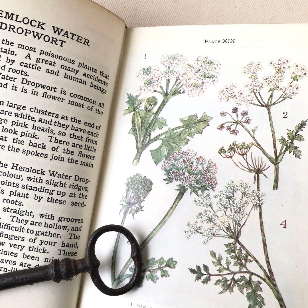 1900年代初期版！ イギリスの希少なアンティーク植物図鑑　花の図鑑