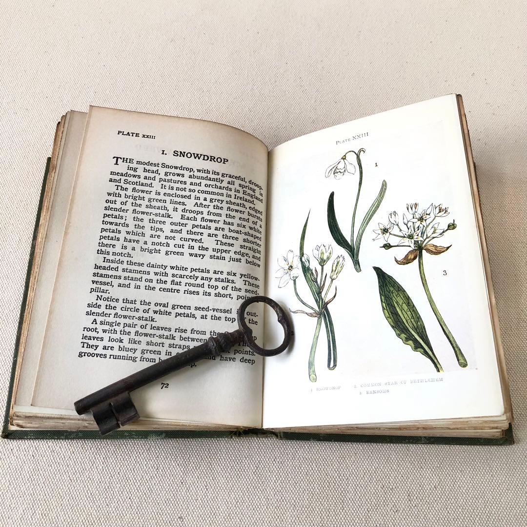 1900年代初期版！ イギリスの希少なアンティーク植物図鑑　花の図鑑