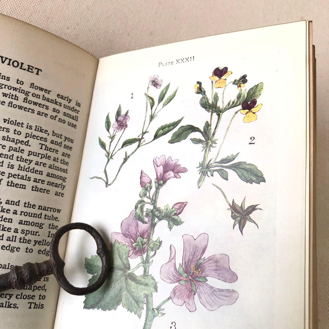 1900年代初期版！ イギリスの希少なアンティーク植物図鑑　花の図鑑
