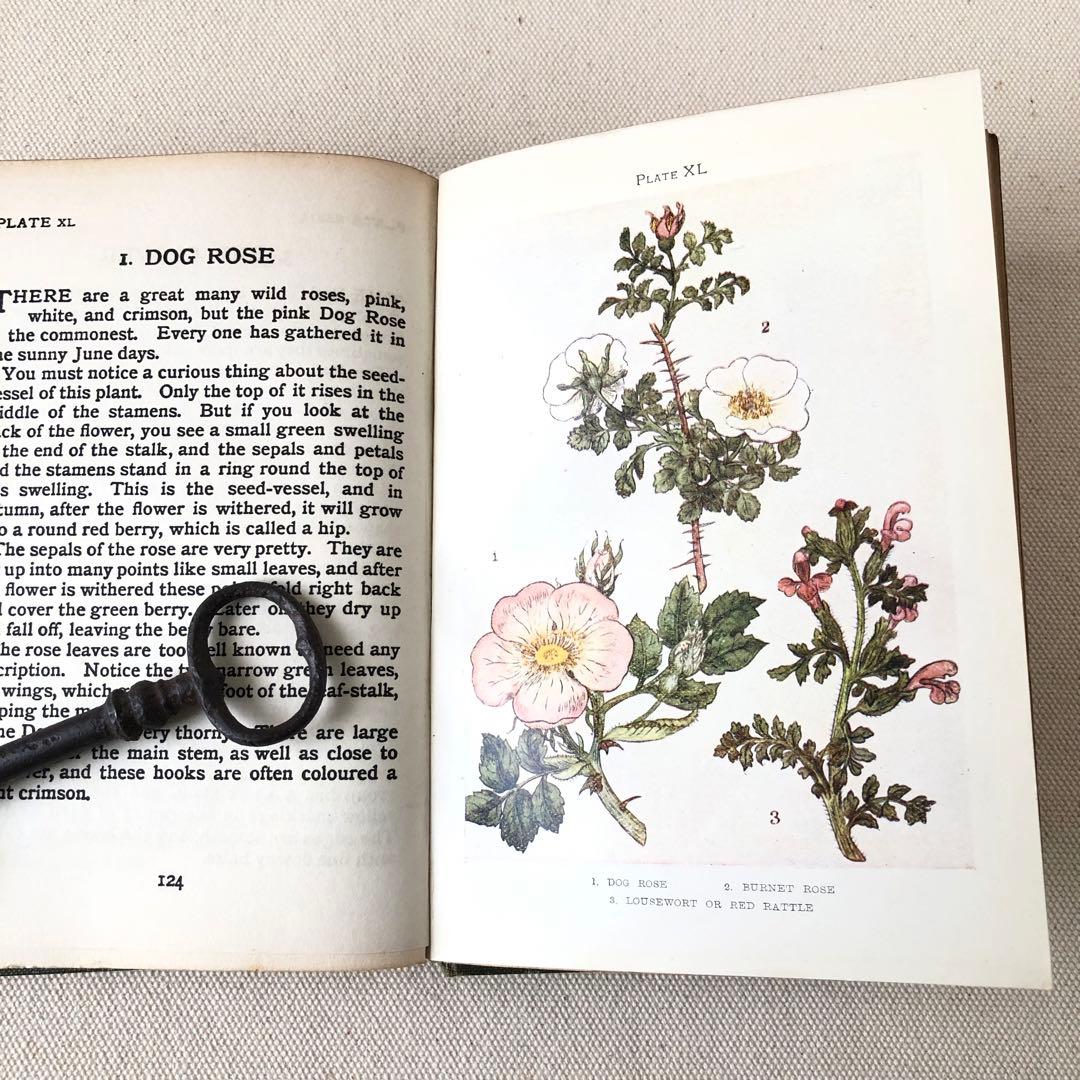 1900年代初期版！ イギリスの希少なアンティーク植物図鑑　花の図鑑