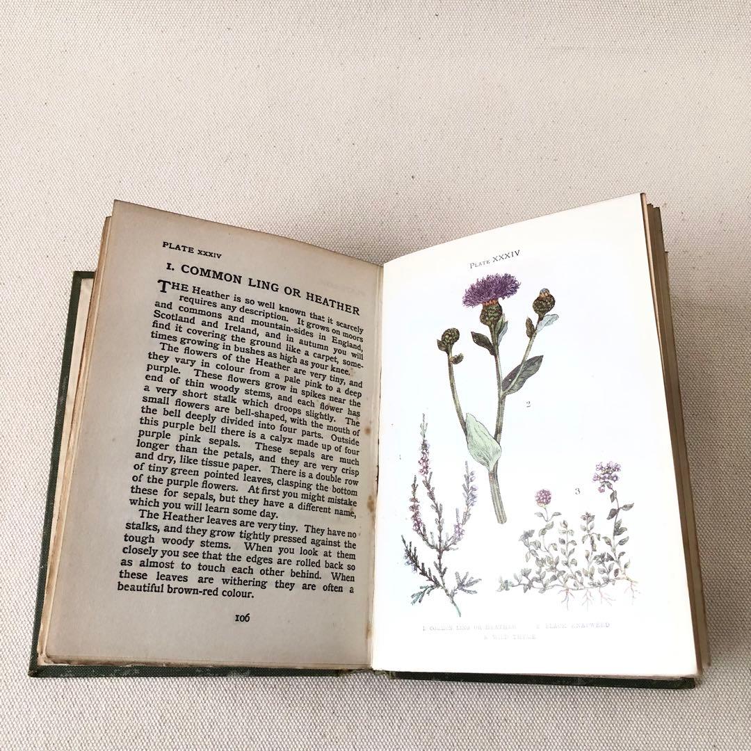 1900年代初期版！ イギリスの希少なアンティーク植物図鑑　花の図鑑