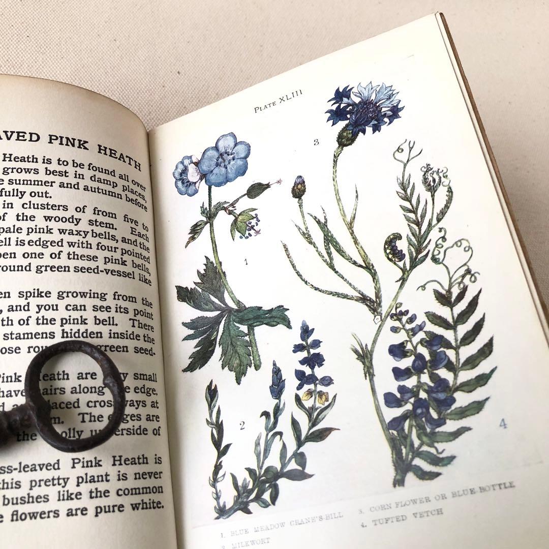 1900年代初期版！ イギリスの希少なアンティーク植物図鑑　花の図鑑