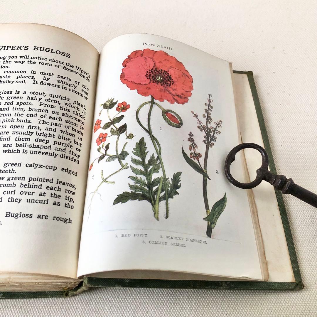 1900年代初期版！ イギリスの希少なアンティーク植物図鑑　花の図鑑