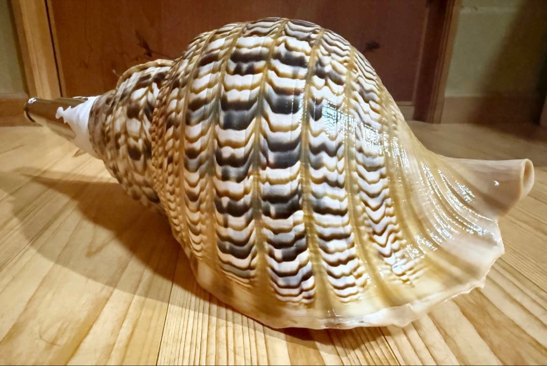 特大41.5㎝修験道法螺貝　山伏　熊よけ❣️ホラガイ　ほら貝