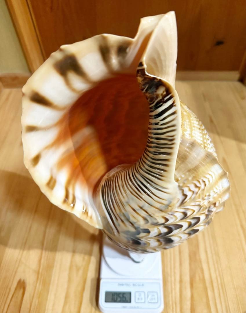 特大41.5㎝修験道法螺貝　山伏　熊よけ❣️ホラガイ　ほら貝