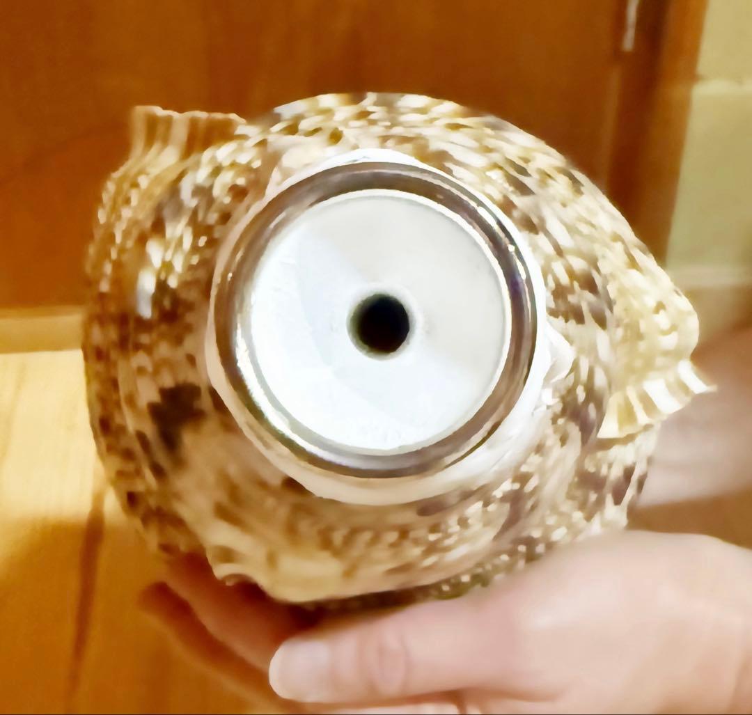 特大41.5㎝修験道法螺貝　山伏　熊よけ❣️ホラガイ　ほら貝