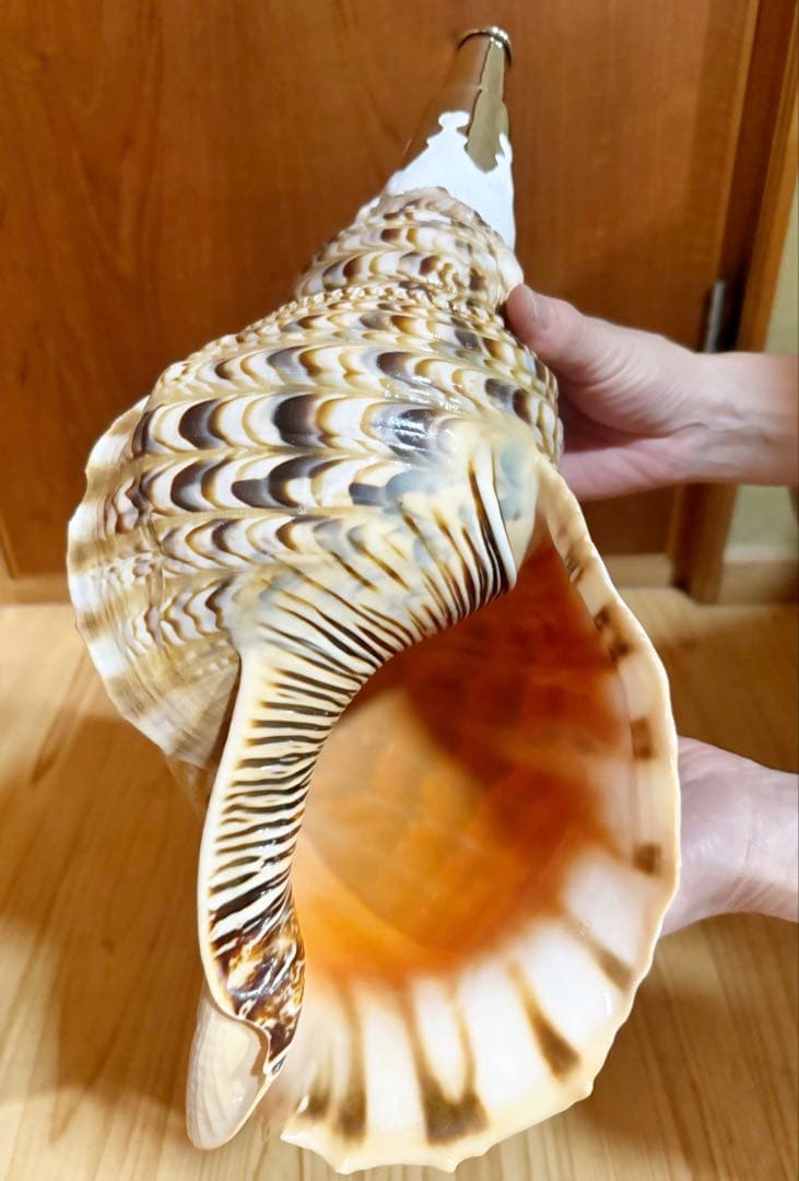 特大41.5㎝修験道法螺貝　山伏　熊よけ❣️ホラガイ　ほら貝