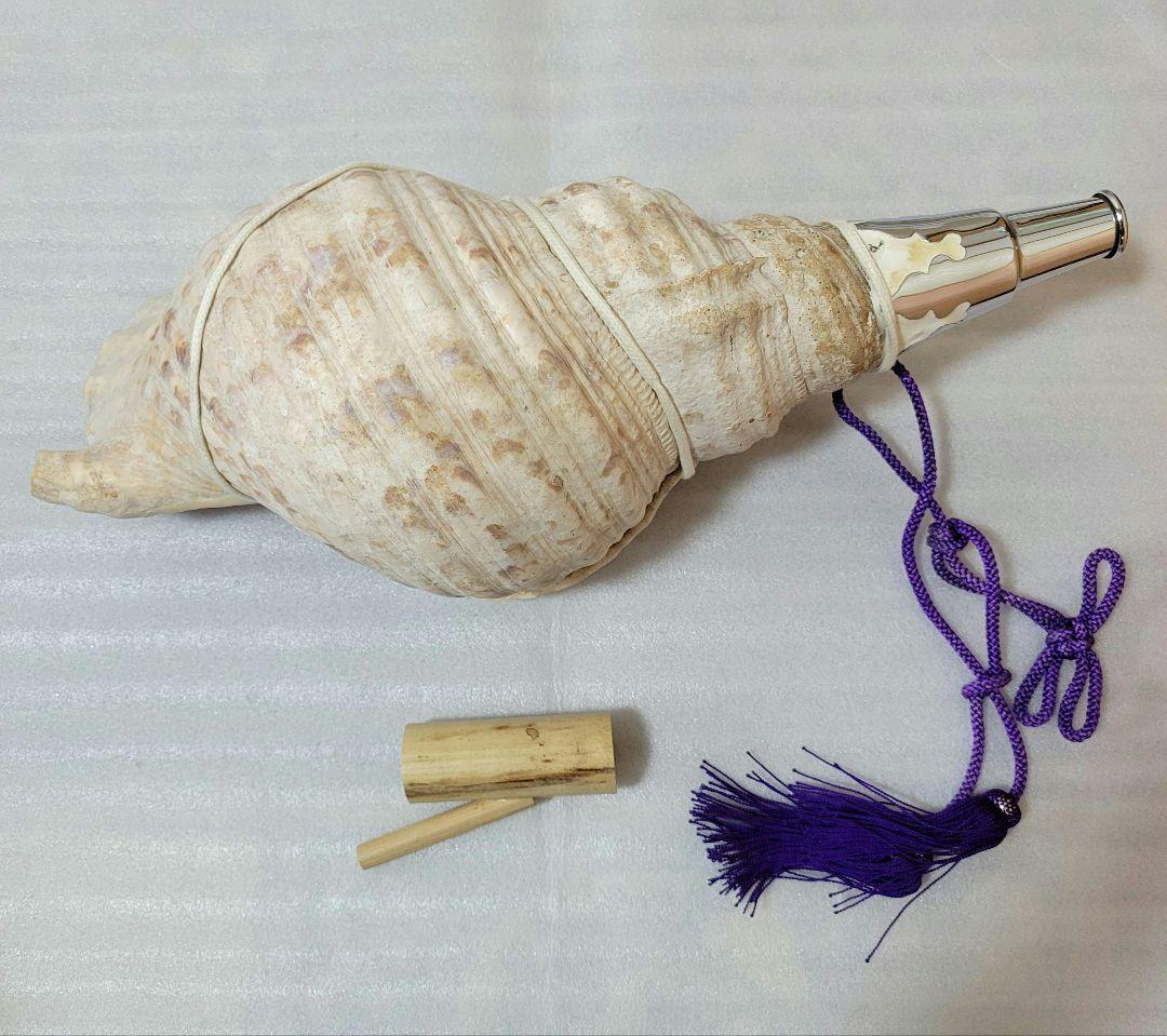 法螺貝　ホラガイ　約40cm