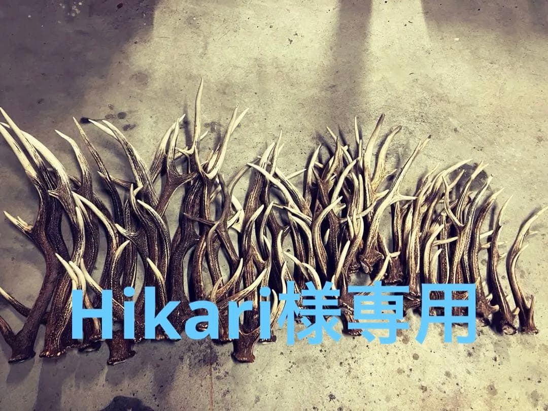 北海道蝦夷鹿角 Hikari