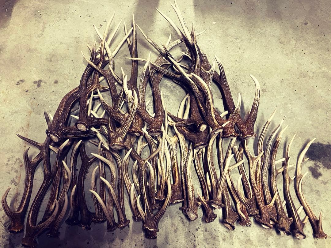 北海道蝦夷鹿角 Hikari