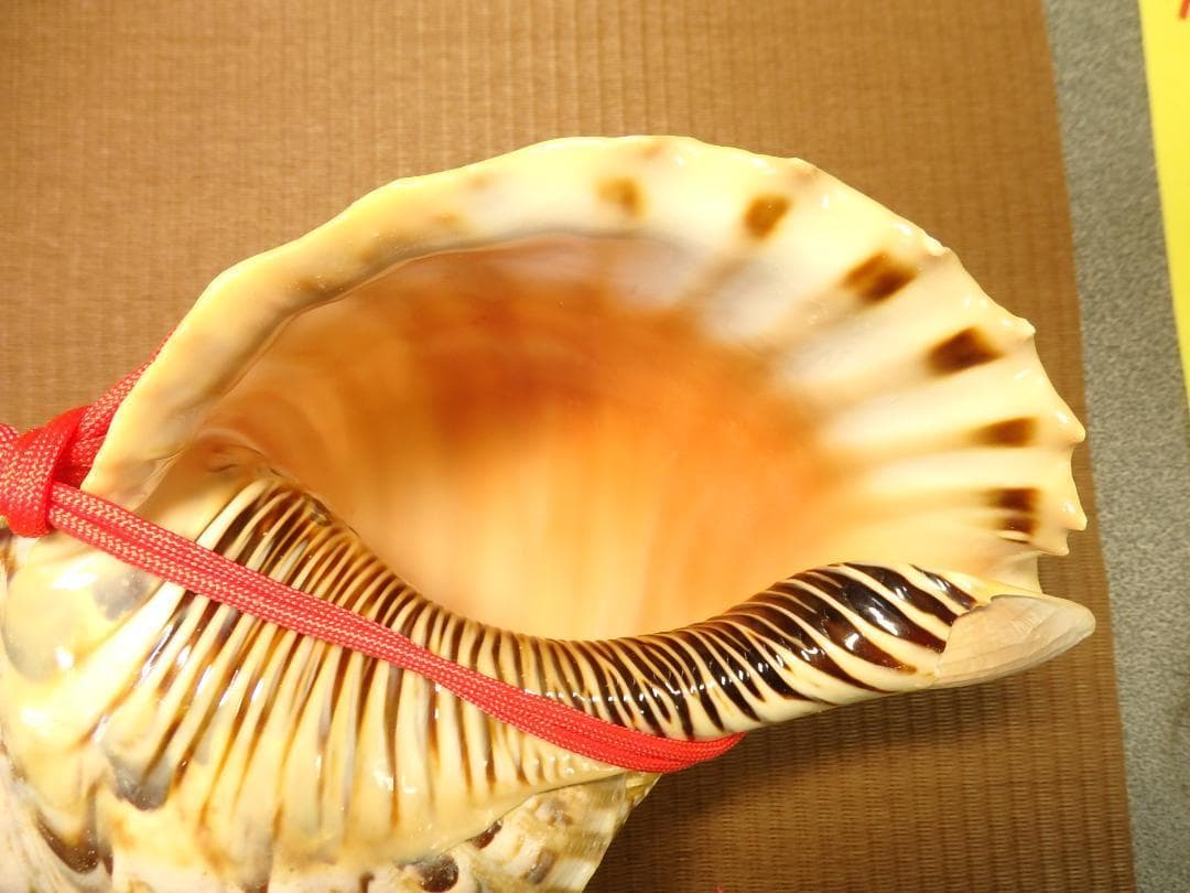 法螺貝 約39㎝ 木製歌口,赤紐付　新品　 MH-429