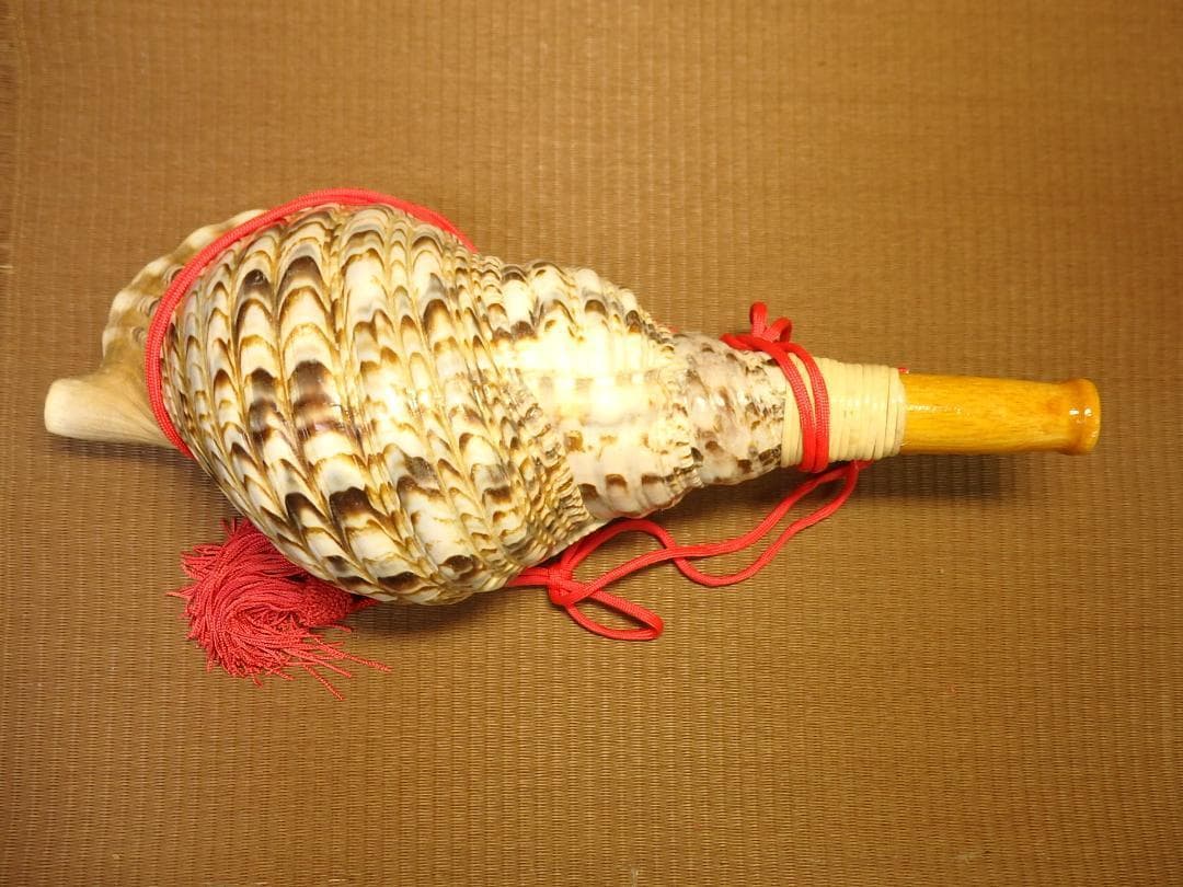 法螺貝 約39㎝ 木製歌口,赤紐付　新品　 MH-429