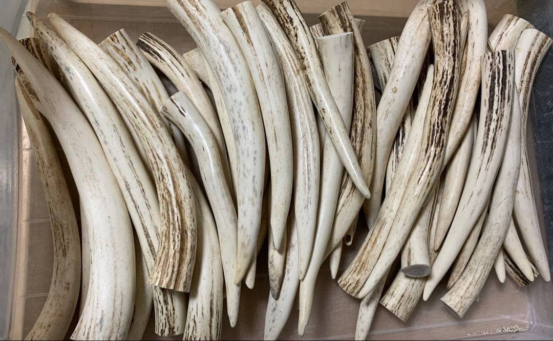 No.2174『鹿角先端24.2kgセット』鹿の角　エゾ鹿　鹿角　蝦夷鹿