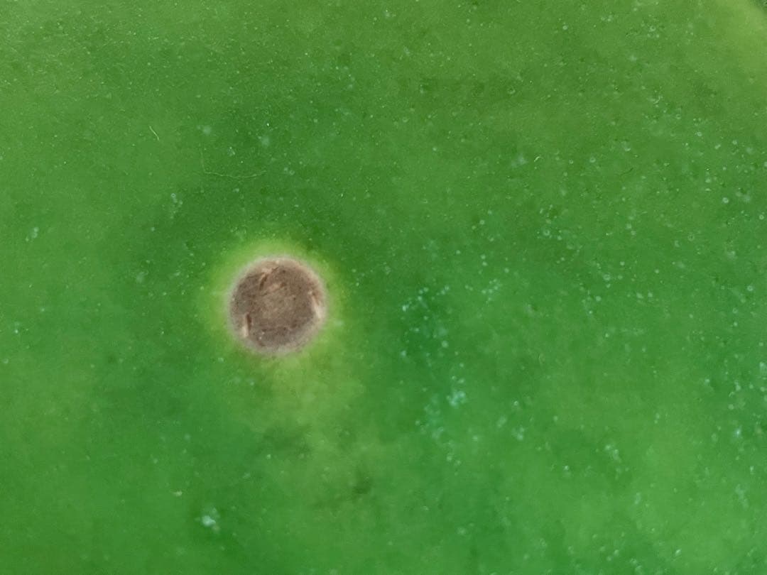 未使用　吉村和美さん　深皿