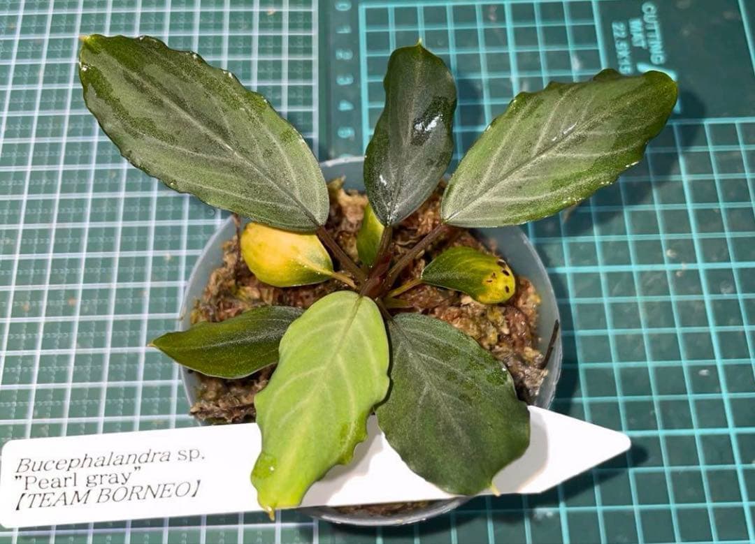 水草 Bucephalandra sp.Pearl gray[TB]