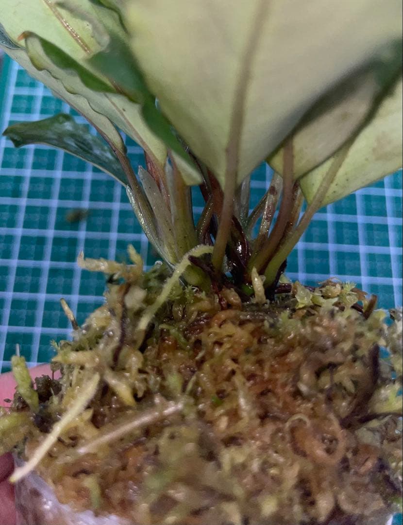 水草 Bucephalandra sp.Pearl gray[TB]